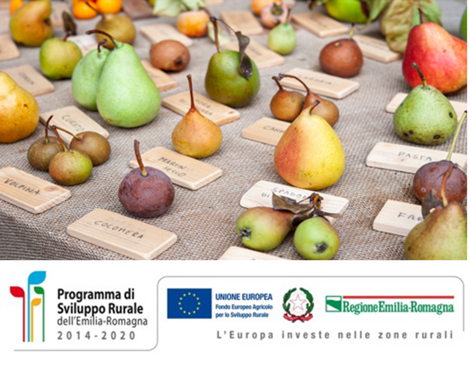https://eur-lex.europa.eu/legal-content/IT/LSU/?uri=celex:32013R1305